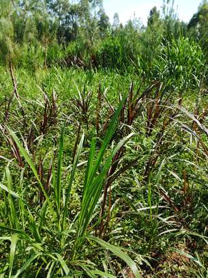 Australian red napier image 9