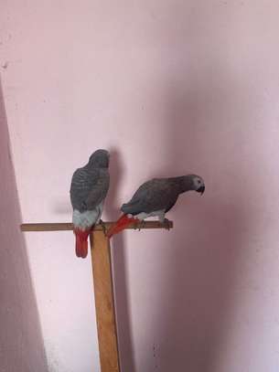 African Grey Parrots for adoption image 2