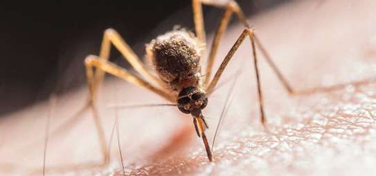 Top 10 Bed bug removal in Nairobi-Guaranteed eradication! image 5