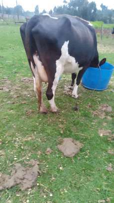 Mamayao Frisian dairy cow image 4