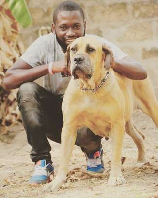 Best Dog Trainers in Kenya in 2022 image 7
