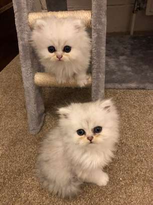 Persian kittens for sale. image 2