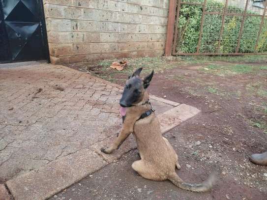Malinois rehoming hotsell