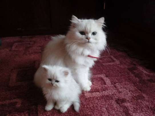 Cute male and female Persian kittens available now. image 3