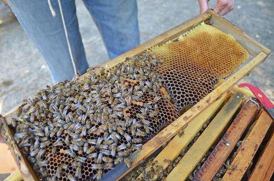 Honey Bee Services | Bee Removal Services/Bee Control/Honey Bee  Removal & Control Services. image 2