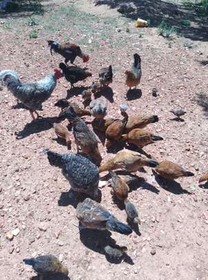 Mixed Heritage Chickens Young Adults Various Colors image 4