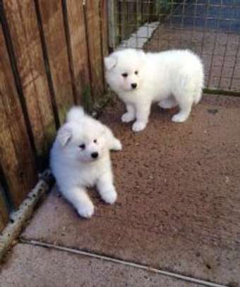 Beautiful Samoyed Puppies available now. image 1