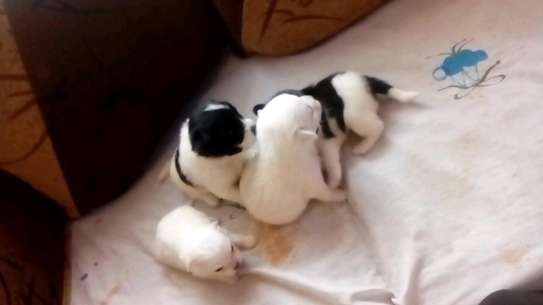 Maltese puppies for sale. image 4