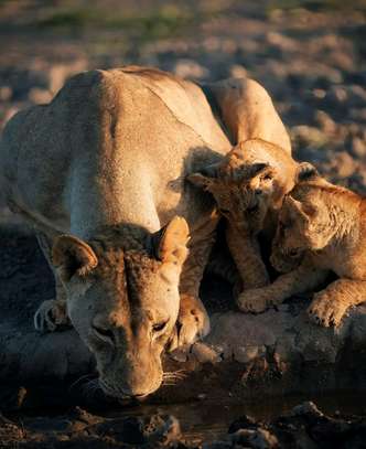 Masai Mara Group Joining Daily Packages image 5