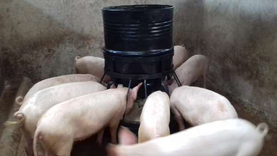 automatic pig feeder,Tyre model image 3