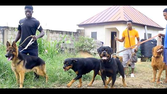 Best Dog Trainers in Kenya in 2022 image 9
