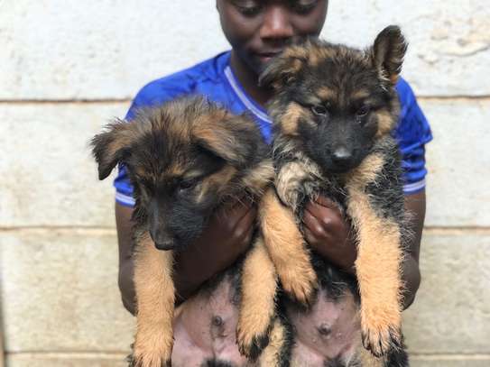 German Shepherd puppies on sale? image 4