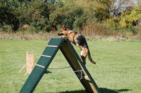 Nairobi Professional Dog Training Services image 2