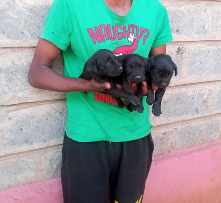 1-3 months old Black Labrador retriever puppies image 3