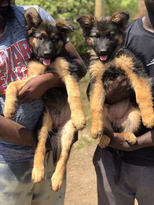 German Shepherd puppies on sale? image 5