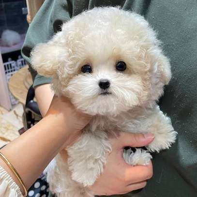 Beautiful Teacup Poodle puppies available male and female image 2