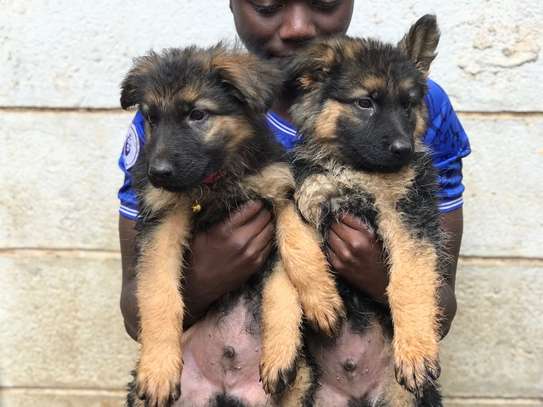 German Shepherd puppies on sale? image 1