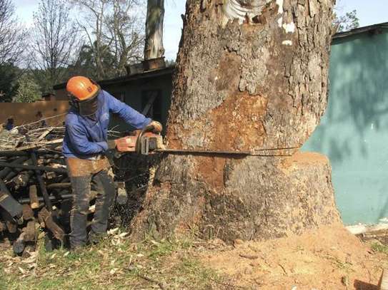 Quality Tree Removal Service | Tree Cutting Services| Tree Removal| Land Clearing| Stump Removal| Emergency work| Firewood Supplies | Tree Trimming and Pruning. Get A Free Quote Now. image 10