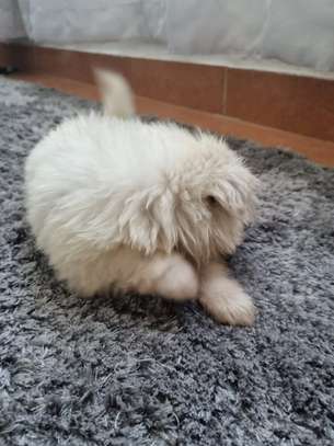 Cute maltese puppiea image 4