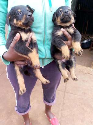Cute rottweiller puppies ready for  new families? image 1