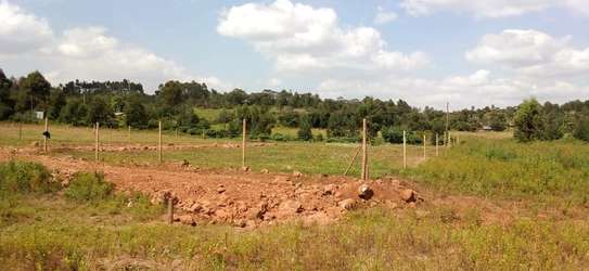 50by100 plots in Kamangu image 4