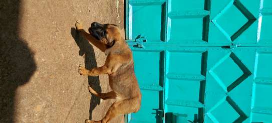 Boerboel puppy looking for a new home image 3