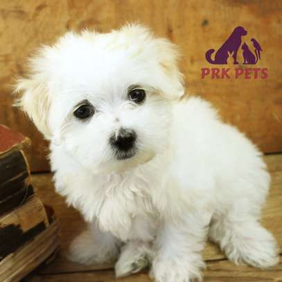 Maltese Terrier puppies. image 1