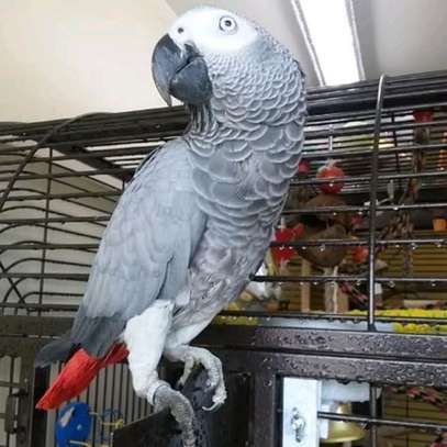 Magnificent African Grey for sale image 1
