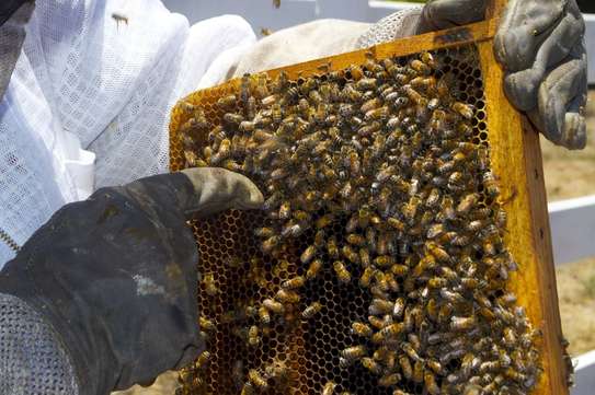Bestcare Nairobi Bee Removal Services/Honey Bee Removals image 3