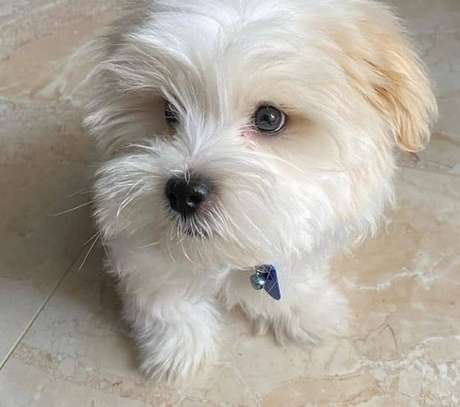 Maltese puppy now sale at a good price image 2