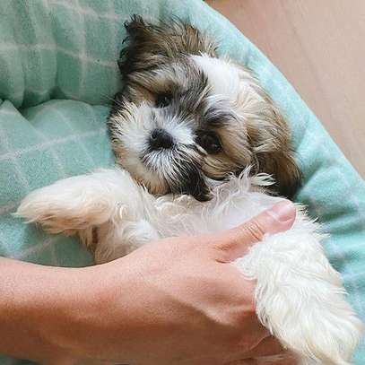 Maltese puppy available male and Female image 1