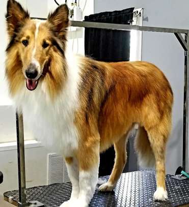 We'll Take Care of Your Dog - Dog Grooming Services image 3
