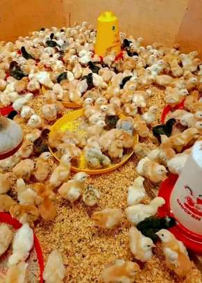 Free-Range Mixed Breed Chickens with Feeding Kit image 2