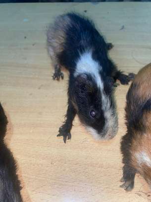 Guinea Pig image 4