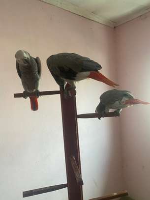 African Grey Parrots available now image 1