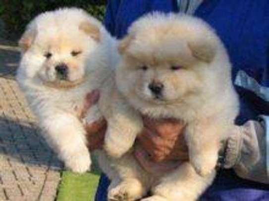 Chow Chow puppies image 1