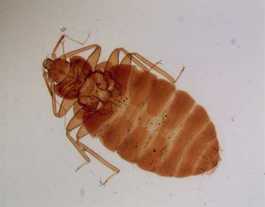 Cockroaches,Bed bug,Flies,Rats & Termites Fumigation. image 12