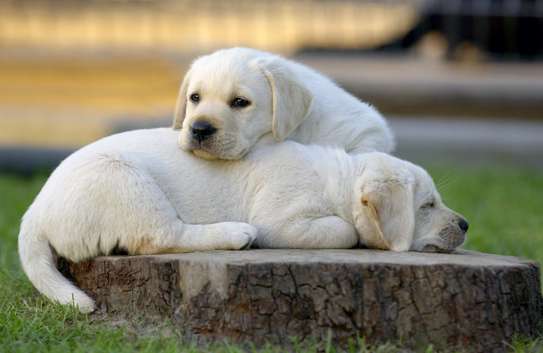 Home Dog Training-Dog Obedience & Behavior Training image 12