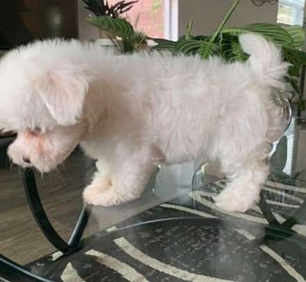 Maltese puppy for sale image 1