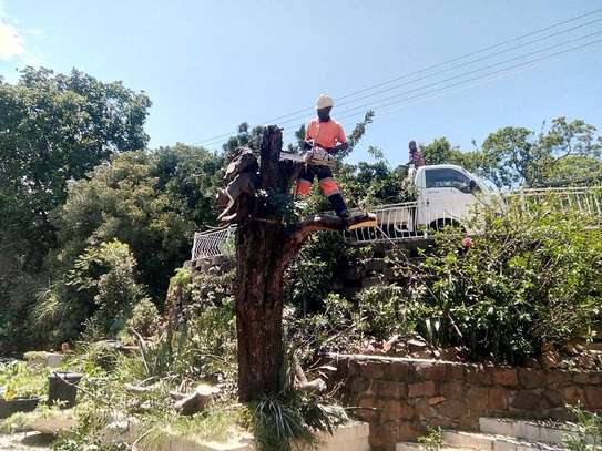 Tree Cutting, Pruning & Trimming | Landscaping & Gardening Services.Call us today! image 3