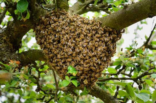 Honey Bee Services | Bee Removal Services/Bee Control/Honey Bee  Removal & Control Services. image 7