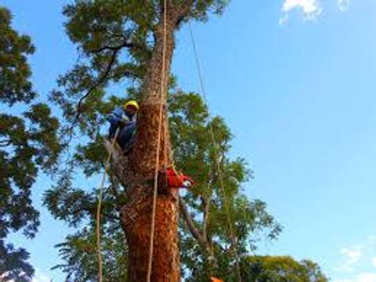 Tree Cutting & Removal - Tree Felling Service Free Quote. image 2