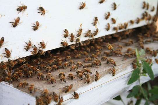 Bee Control Service : Bee Service Nairobi image 10