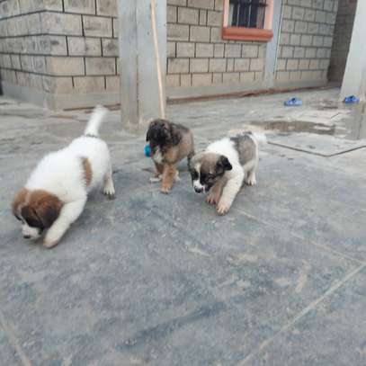 Caucasian Puppies image 1