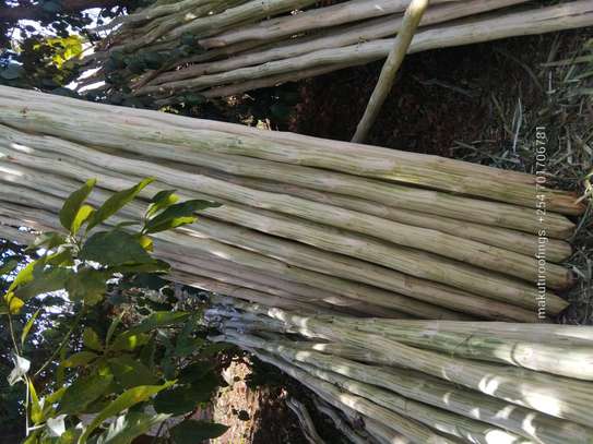 We supply Sisalpoles image 3