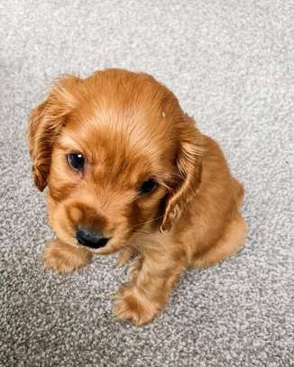 Irresistible Chocolate and Golden Cocker Spaniel Puppies image 3