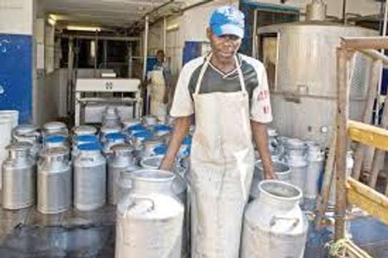 Farm Workers & Dairy Staff for Hire in Kiambu.Fast & Trusted image 2