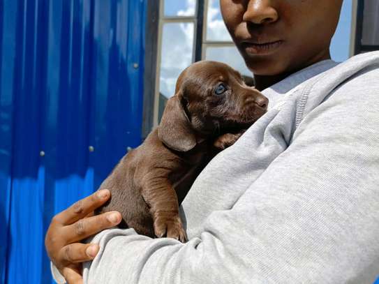 Miniature dachshund image 3