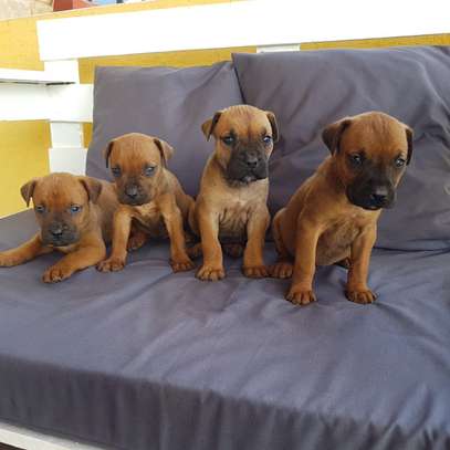 Boerboel puppies for sale image 3