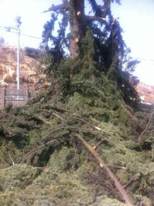Tree Felling Services image 1
